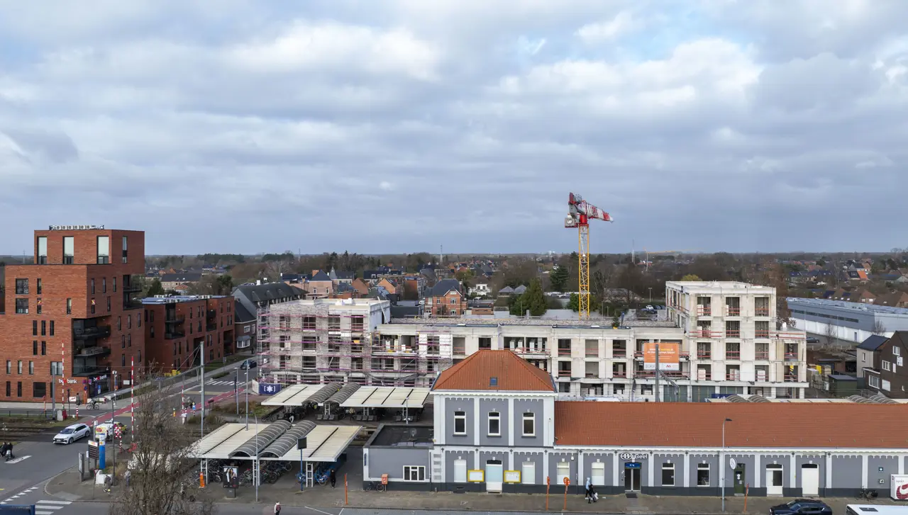 Geel Spoorbloem Meiboomplanting001 Matexi